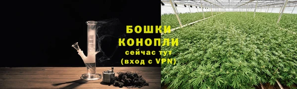 прущие грибы Алзамай