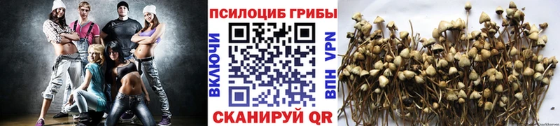 дарк нет как зайти  Пыталово  Галлюциногенные грибы GOLDEN TEACHER 